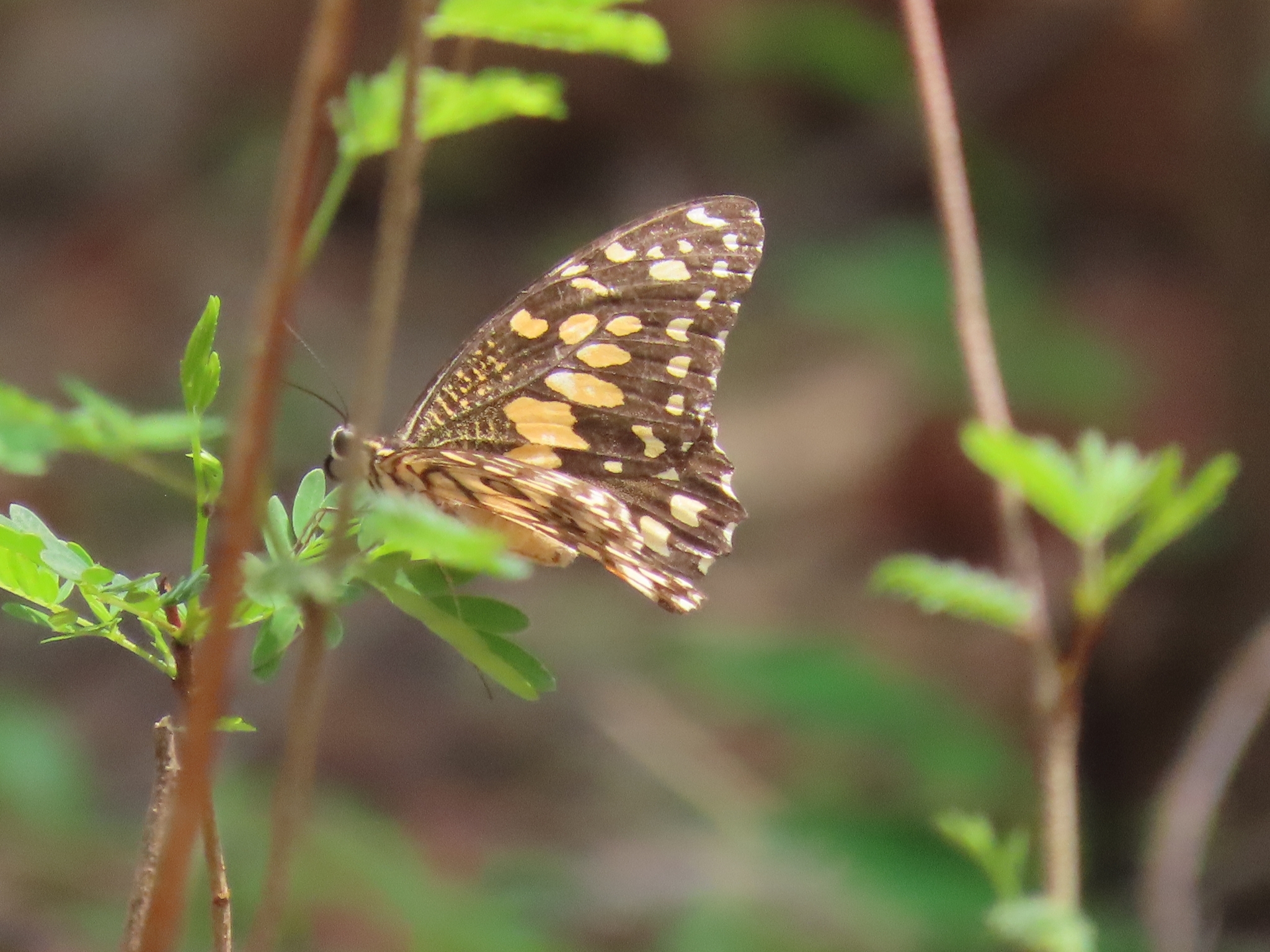 Lime Swallowtail
