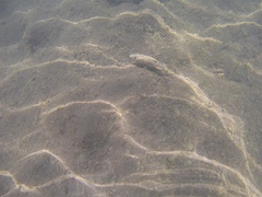 Sphoeroides marmoratus