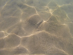 Sphoeroides marmoratus