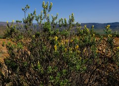 Oedera multipunctata