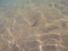 Sphoeroides marmoratus