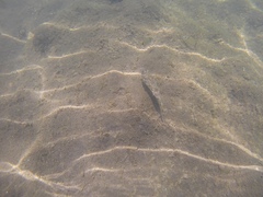 Sphoeroides marmoratus