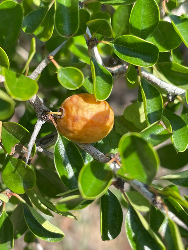 Florida jujube (Ziziphus celata)