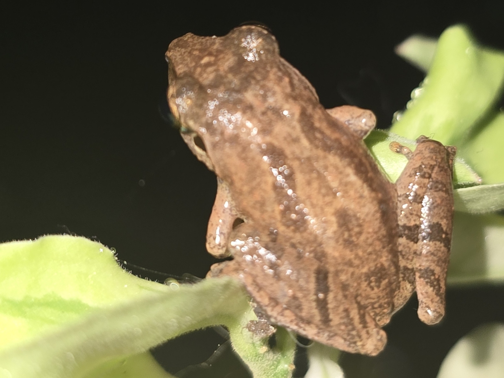 Wynaad Brown Eared Shrub Frog