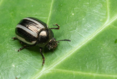 Leptinotarsa tlascalana