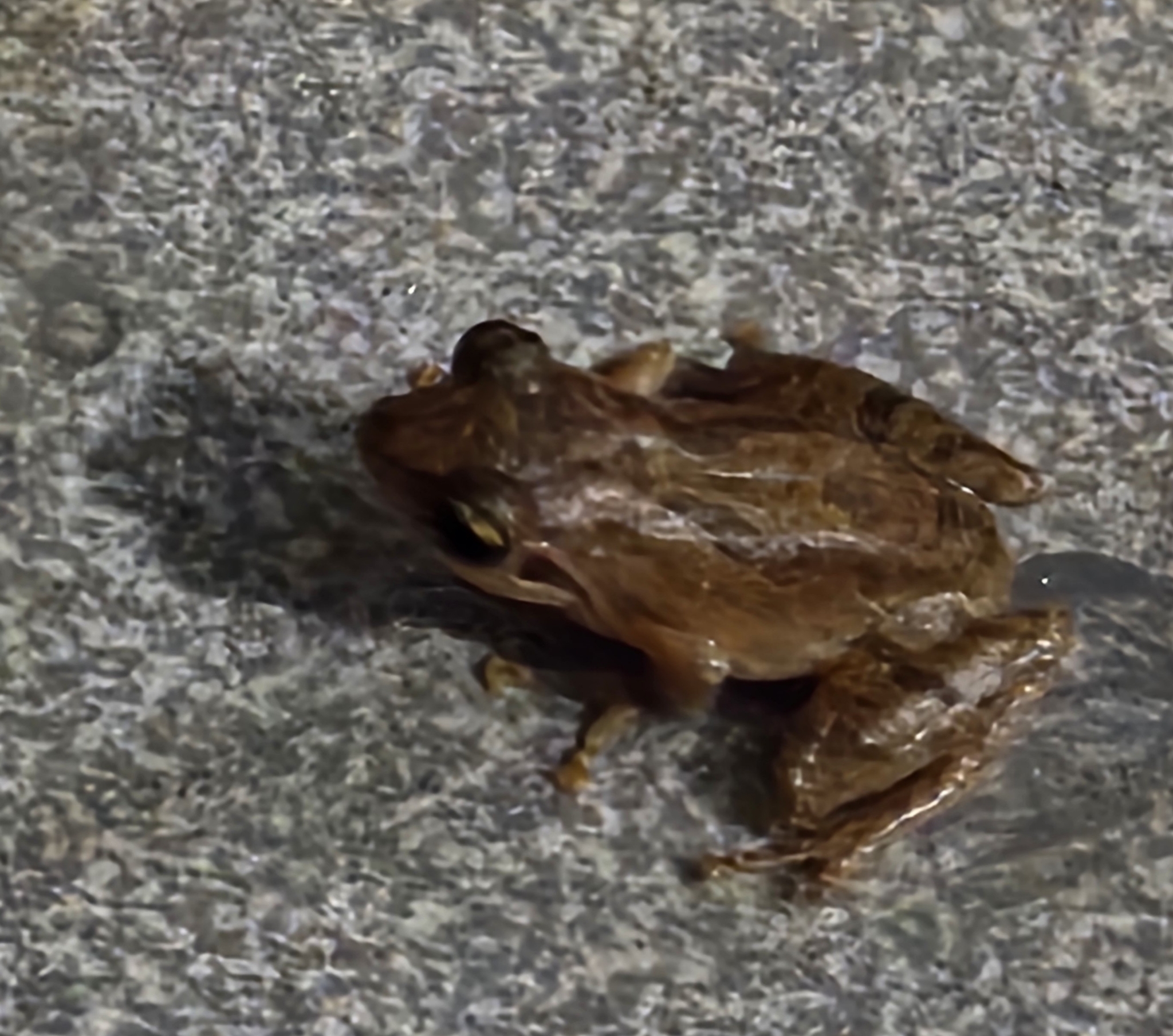 Wynaad Brown Eared Shrub Frog