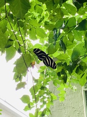 Heliconius charithonia