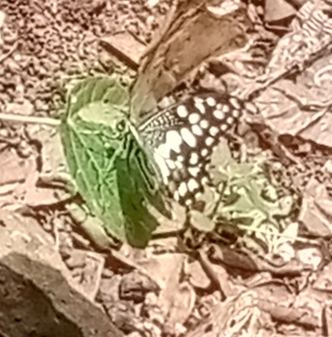 Lime Swallowtail
