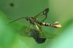 Synanthedon
