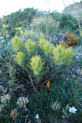 Castilleja puberula