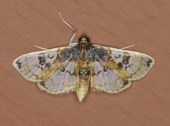 Compacta hirtalis