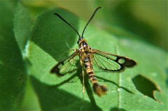 Synanthedon