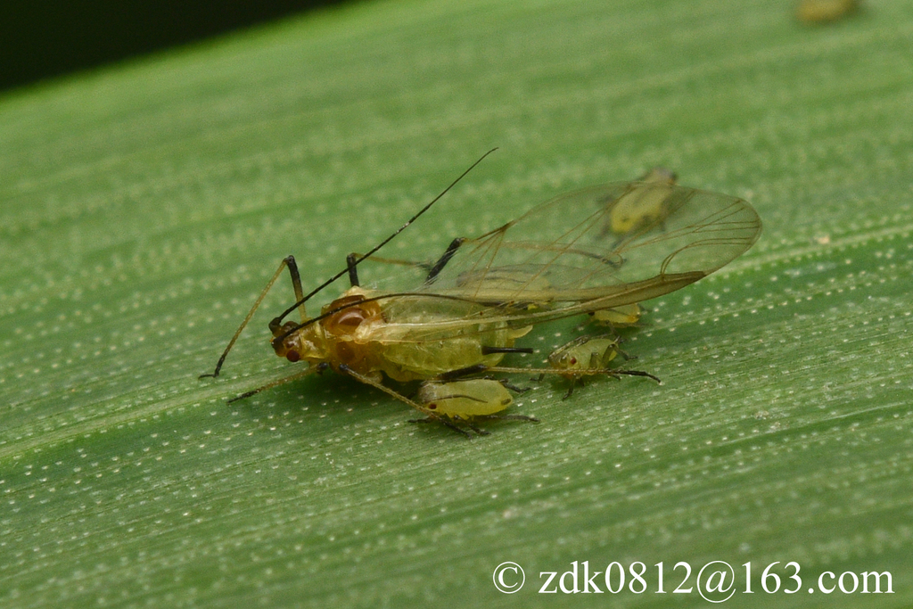Indian Grain Aphid from 中国北京市海淀区苏家坨镇北安河村附近 on May 10, 2025 at 02:10 PM ...
