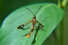 Synanthedon