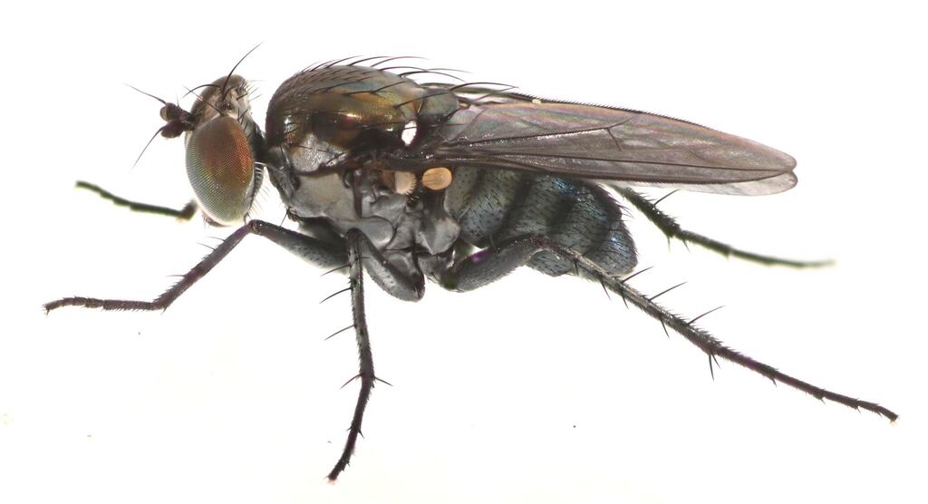 Tachytrechus keiferi