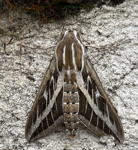 Hyles livornica