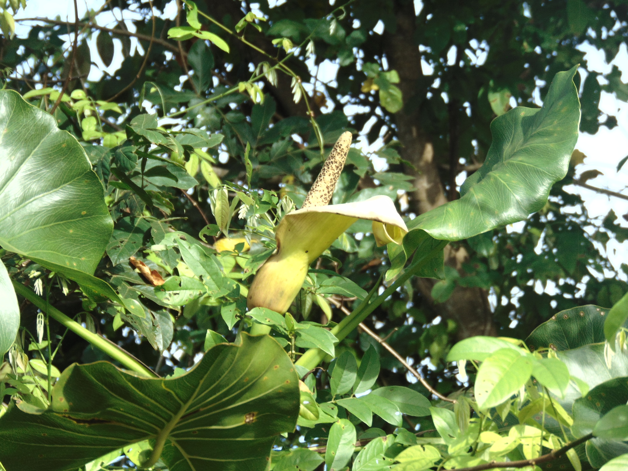 Montrichardia linifera
