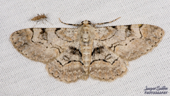 Iridopsis larvaria