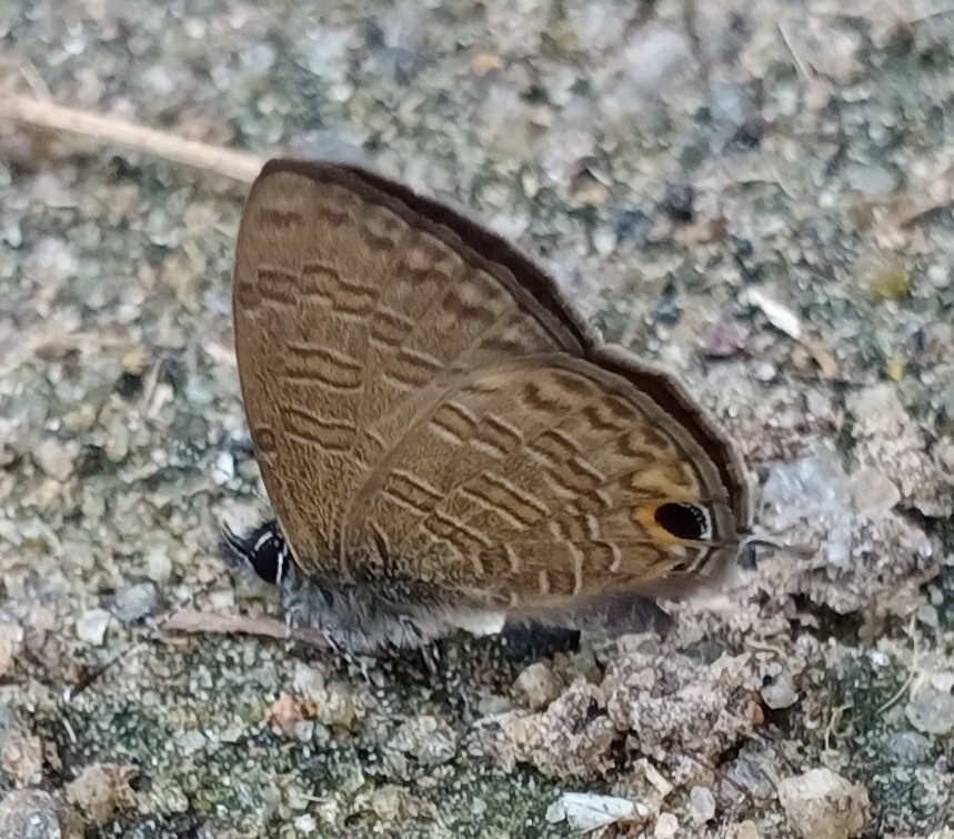 Common Lineblue