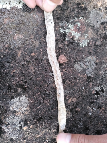 Southern Smooth Snake, Coronella girondica
