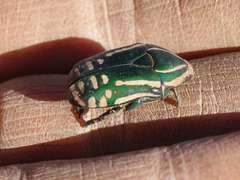 Rhabdotis semipunctata