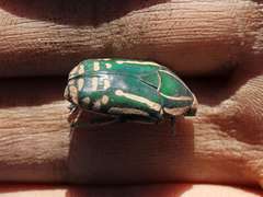 Rhabdotis semipunctata