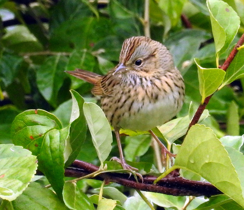 Lincoln's Sparrow, 20 Hitchcock Rd, Saxtons River, VT 05154, USA, photo 8 of 10
