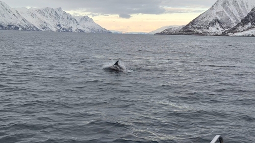 White-beaked Dolphin