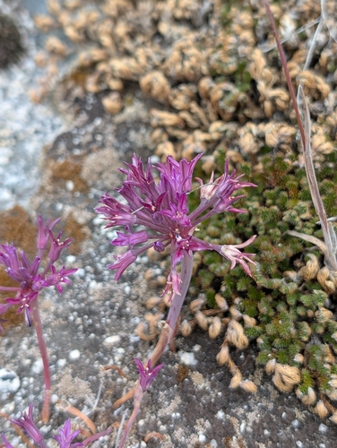 Abrams' allium (Allium abramsii)