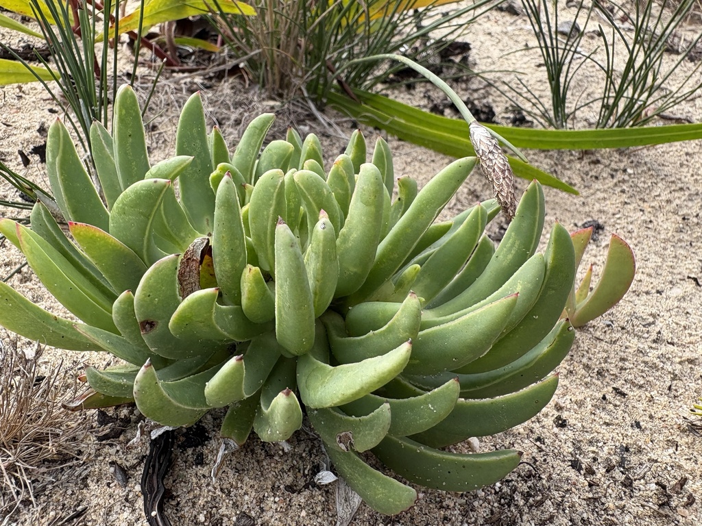Ruschia constricta L. Bolus 3