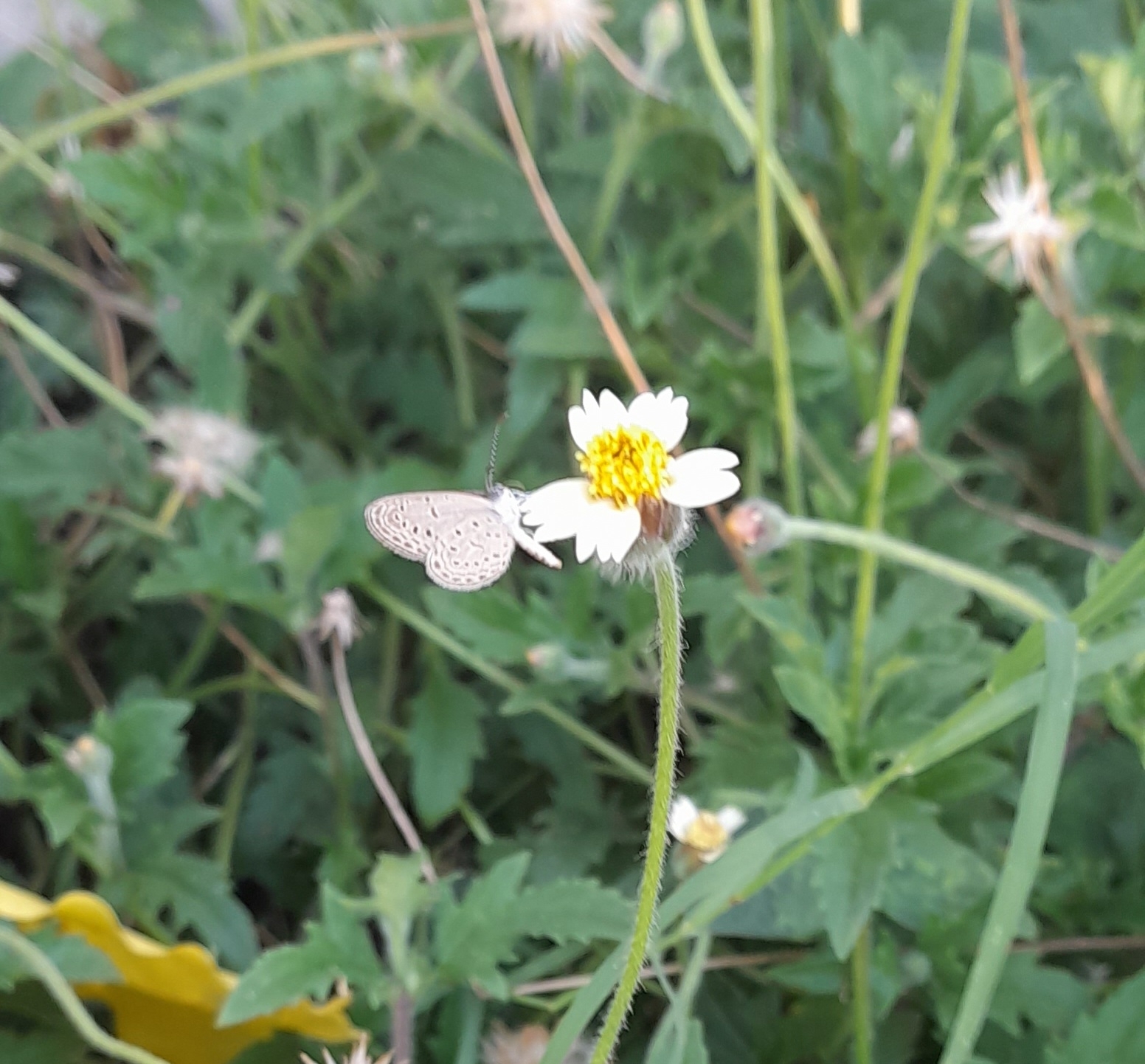 Tiny Grass Blue