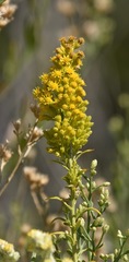 Solidago spectabilis