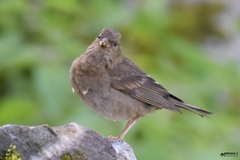 Procarduelis nipalensis