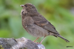 Procarduelis nipalensis