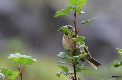 Carpodacus rodochroa
