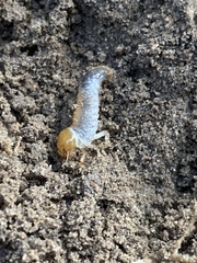 Popillia japonica