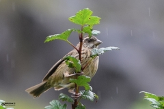 Carpodacus rodochroa