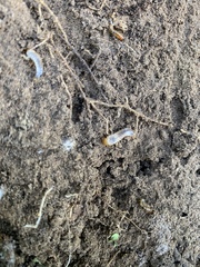 Popillia japonica