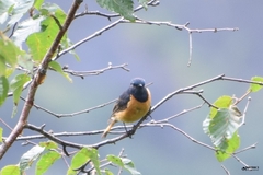 Phoenicurus frontalis