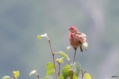 Carpodacus rodochroa