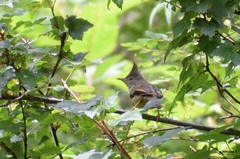 Yuhina gularis