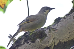 Trochalopteron variegatum