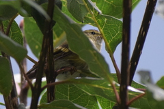 Phylloscopus pulcher