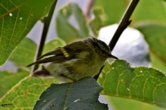 Phylloscopus pulcher