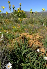Senecio spiraeifolius