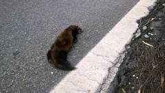 Mustela putorius