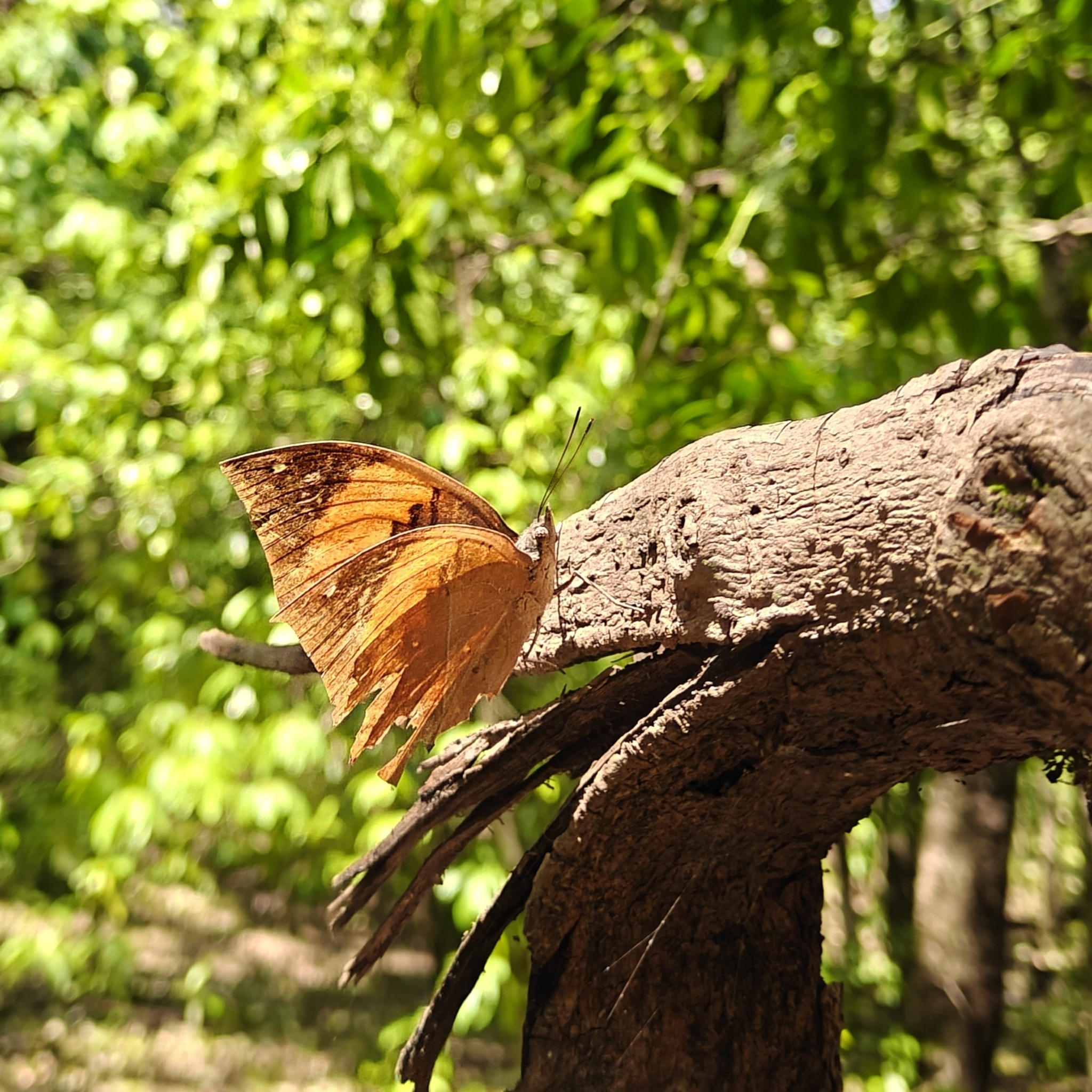 Orange Oakleaf