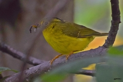 Phylloscopus whistleri