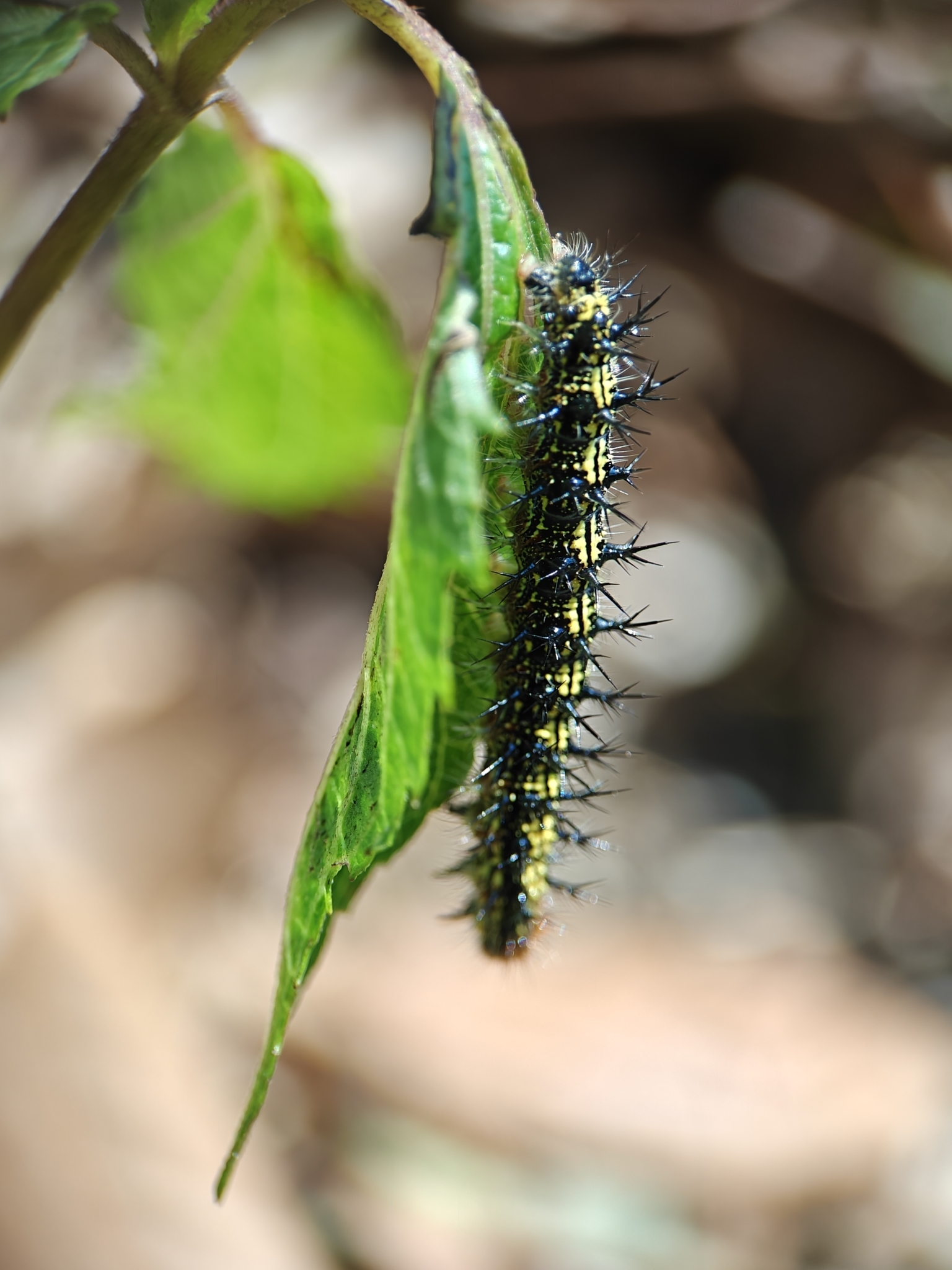 Indian Tortoiseshell