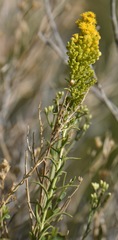 Solidago spectabilis